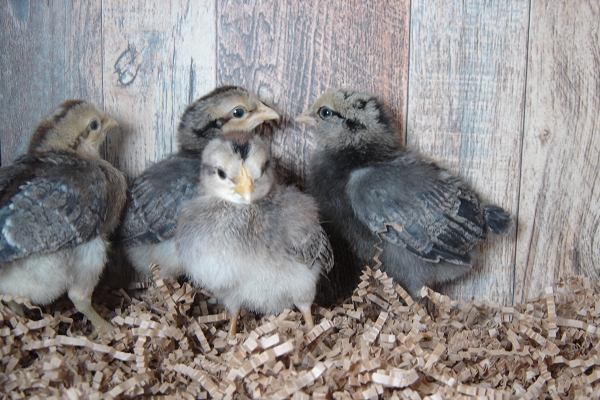 4 Pullet Chicks Week 1